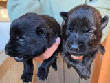 Chiots Berger Hollandais LOF à vendre