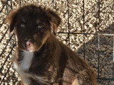 Chiots Berger Australien LOF à vendre