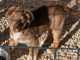 Chiots Berger Australien LOF à vendre