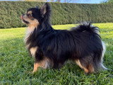 Magnifique mâle Chihuahua LOF à poil long disponible en saillie