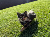 Magnifique mâle Chihuahua LOF à poil long disponible en saillie