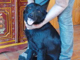 À adopter : chien noir d'un an et demi