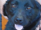 À adopter : chien noir d'un an et demi