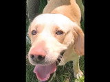 En attente d'adoption : chien sable de 3 ans