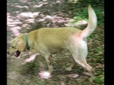 En attente d'adoption : chien sable de 3 ans