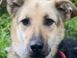 En quête d'un foyer : chienne bicolore de 2 ans