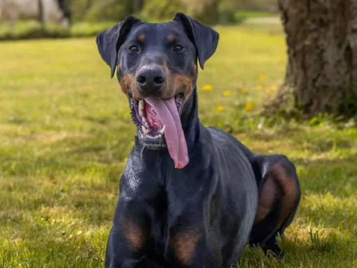 À accueillir : chien Dobermann noir et feu de 2 ans