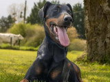 À accueillir : chien Dobermann noir et feu de 2 ans