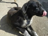 Prêt pour l'adoption : chiot femelle de 5 mois