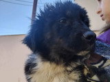 En attente d'un foyer : chiot mâle de 5 mois