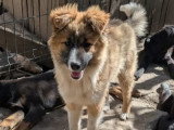 À la recherche d'une famille : chiot femelle de 6 mois