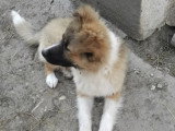 À la recherche d'une famille : chiot femelle de 6 mois