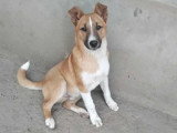 Disponible à l'adoption : chiot mâle de 6 mois
