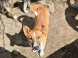 Disponible à l'adoption : chiot mâle de 6 mois