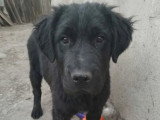En attente d'adoption : chiot femelle de 5 mois
