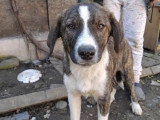 Prêt pour l'adoption : chiot mâle de 6 mois