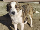 En attente d'un foyer : chiot femelle de 6 mois