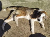 En attente d'un foyer : chiot femelle de 6 mois