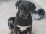 Adoption disponible : chiot mâle de 5 mois