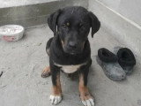 Adoption disponible : chiot mâle de 5 mois