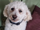 À adopter : chien Bichon à poil frisé blanc de 9 ans