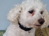 À adopter : chien Bichon à poil frisé blanc de 9 ans
