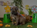 Chiots Cane Corso à vendre (7 femelles & 5 mâles)