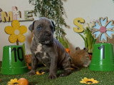 Chiots Cane Corso à vendre (7 femelles & 5 mâles)