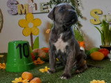 Chiots Cane Corso à vendre (7 femelles & 5 mâles)