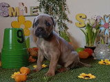 Chiots Cane Corso à vendre (7 femelles & 5 mâles)