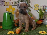 Chiots Cane Corso à vendre (7 femelles & 5 mâles)