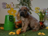 Chiots Cane Corso à vendre (7 femelles & 5 mâles)