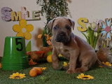 Chiots Cane Corso à vendre (7 femelles & 5 mâles)