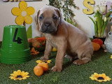 Chiots Cane Corso à vendre (7 femelles & 5 mâles)