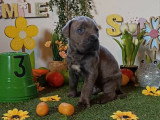 Chiots Cane Corso à vendre (7 femelles & 5 mâles)