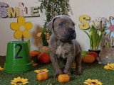 Chiots Cane Corso à vendre (7 femelles & 5 mâles)