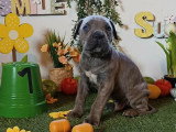 Chiots Cane Corso à vendre (7 femelles & 5 mâles)