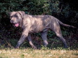 Chiots Cane Corso à vendre (7 femelles & 5 mâles)