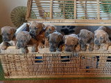 Chiots Cane Corso à vendre (7 femelles & 5 mâles)