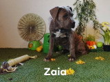 Chiots Cane Corso à vendre