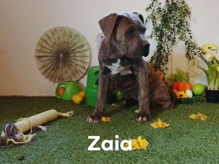 Chiots Cane Corso à vendre