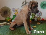 Chiots Cane Corso à vendre