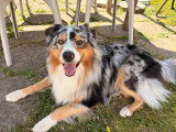 Mâle Berger Australien mâle LOF confirmé bleu merle disponible pour saillie