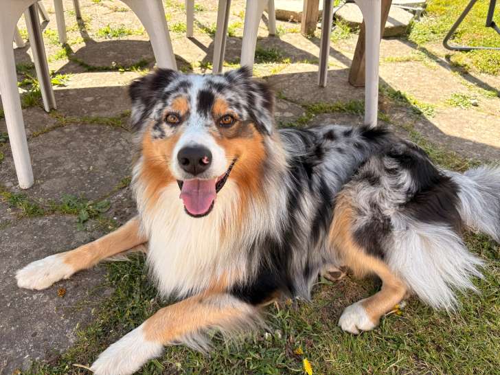Mâle Berger Australien mâle LOF confirmé bleu merle disponible pour saillie