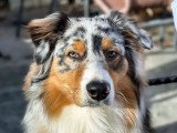 Mâle Berger Australien mâle LOF confirmé bleu merle disponible pour saillie