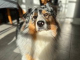 Mâle Berger Australien mâle LOF confirmé bleu merle disponible pour saillie