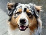 Mâle Berger Australien mâle LOF confirmé bleu merle disponible pour saillie