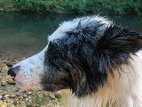 Chien Border Collie à donner