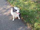 Chien Border Collie à donner