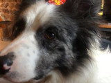 Chien Border Collie à donner